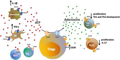 Control of Gut Inflammation by Modulation of Purinergic Signaling